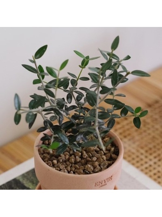 [plant] 나의 작은 올리브나무 감성토분set