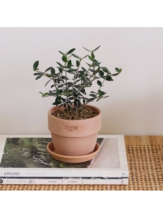 [plant] 나의 작은 올리브나무 감성토분set