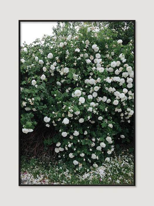 [엘리자베스 덩케르] White Rose 70 x 100 cm (액자 포함)