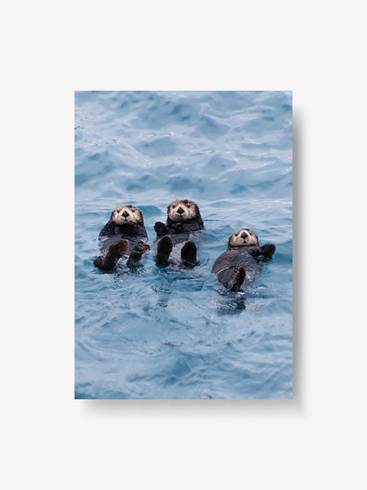 trio sea otter poster (A4/A3)