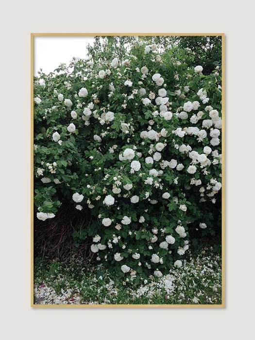 [엘리자베스 덩케르] White Rose 70 x 100 cm (액자 포함)