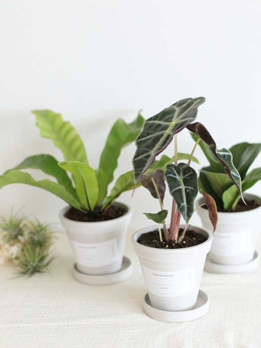 공기정화 식물 4종