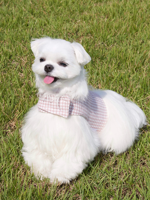 Hound Pattern Harness - CREAM PINK