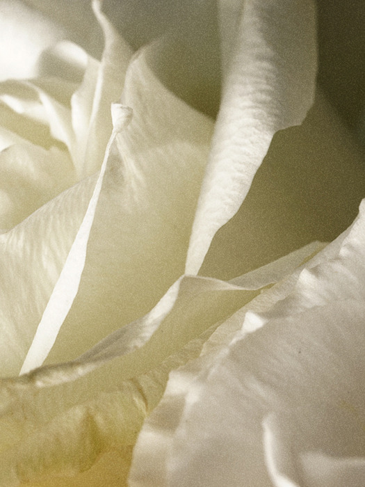 시그니처 샴푸 듀오 세트