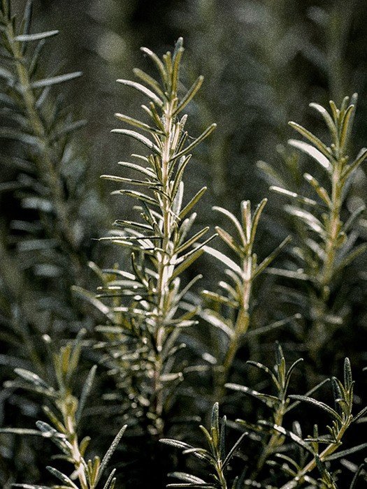 시그니처 샴푸 듀오 세트