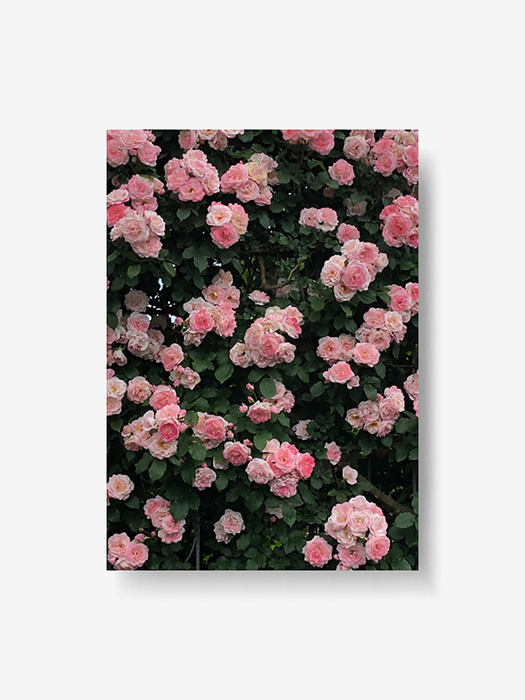 pink rose garden poster (A4/A3)