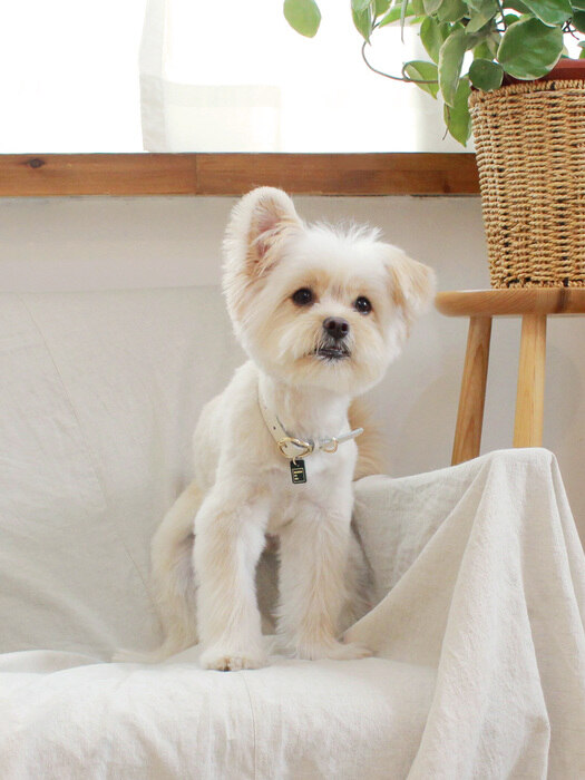 Heart Pendant Collar_White