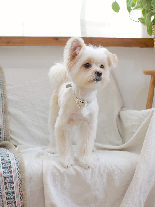 Heart Pearl Collar_White