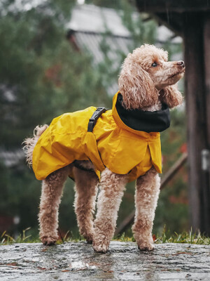 Visibility Raincoat Lite Yellow for Dogs (강아지 반사 우비)