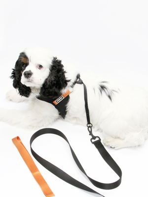 KINI SIGNATURE LEASH-BLACK/ORANGE(리드줄)