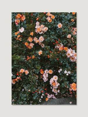 [엘리자베스 덩케르] Rose 70 x 100 cm (액자 포함)
