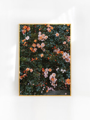 [엘리자베스 덩케르] Rose 70 x 100 cm (액자 포함)
