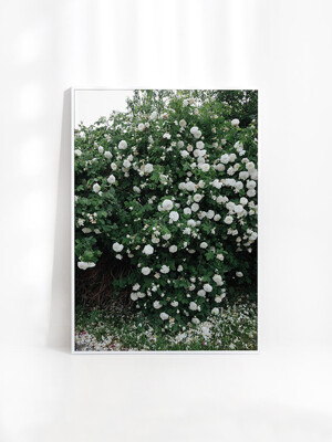 [엘리자베스 덩케르] White Rose 70 x 100 cm (액자 포함)
