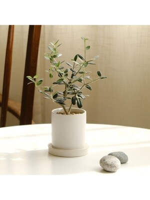 [plant] 나의 작은 올리브나무 식물화분set_(983241)