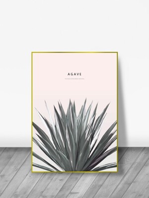 Gold agave