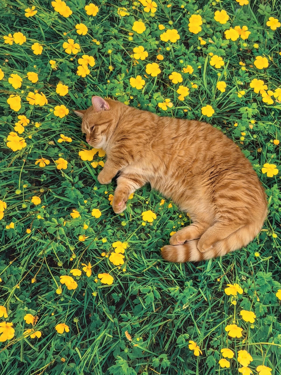 Buttercup field, Landscape rug